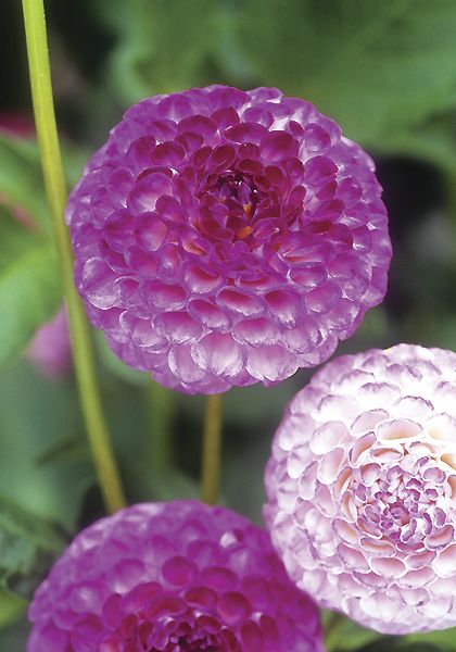 Heirloom Dahlia, Pompon Dahlia Nellie Broomhead