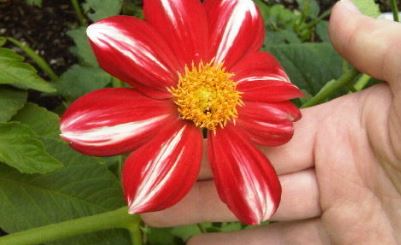 Dwarf, Single Flowered Border Dahlia Union Jack