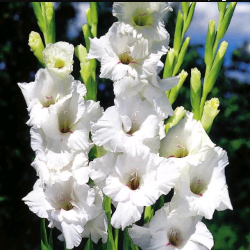 Gladiolus Friendship