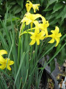 Perfumed Fairy Lily, Delicate Lily