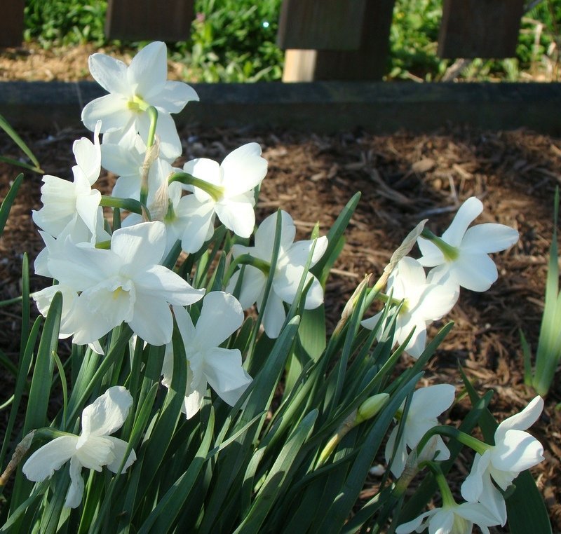 Triandrus Narcissus, Triandrus Daffodil, Angels Tears Tresamble