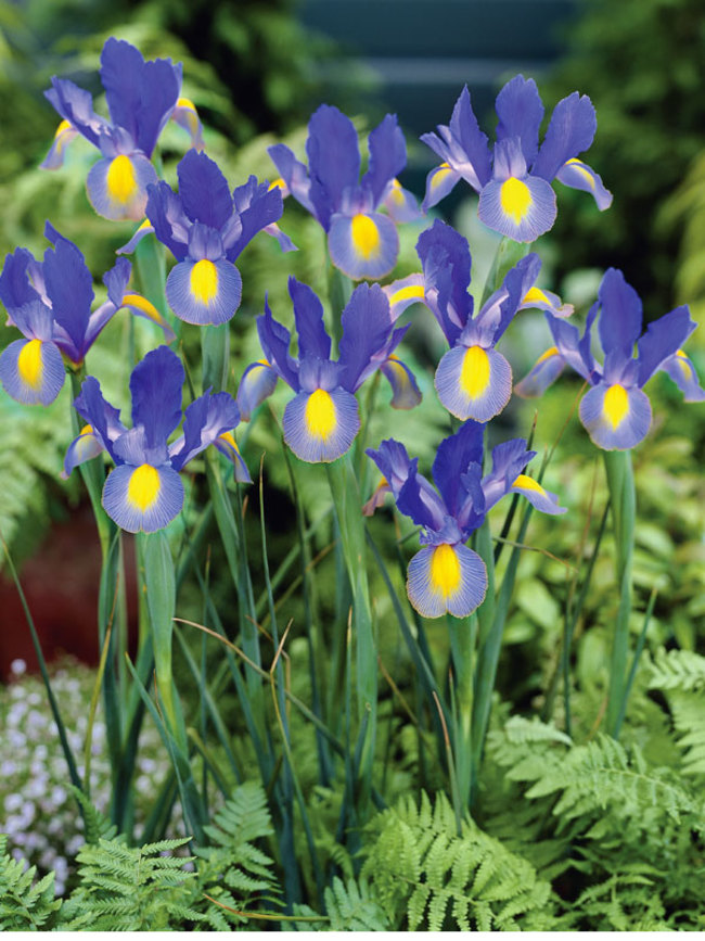 Dutch Iris Sapphire Beauty