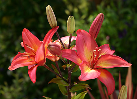 Asiatic Lily Jacqueline