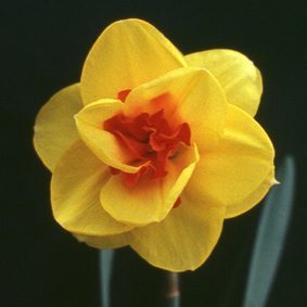 Double Narcissus, Double Daffodil Tamar Fire