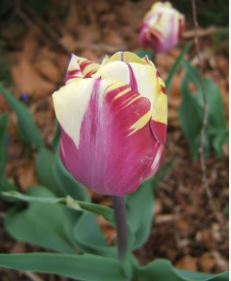 Triumph Tulip El Cid