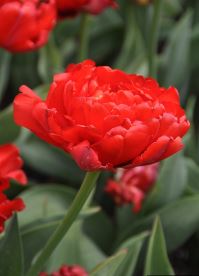 Double Late Tulip, Peony-flowered Tulip Miranda