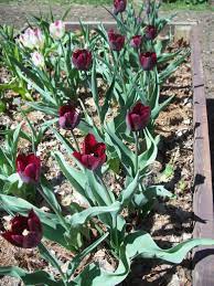Single Late Tulip Philippe de Comines