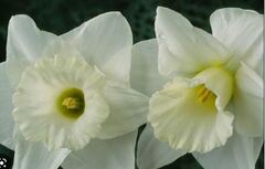 Trumpet Narcissus, Trumpet Daffodil 'Empress'
