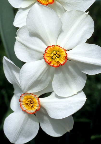 Poets Narcissus, Poeticus Daffodil Glory of Lisse