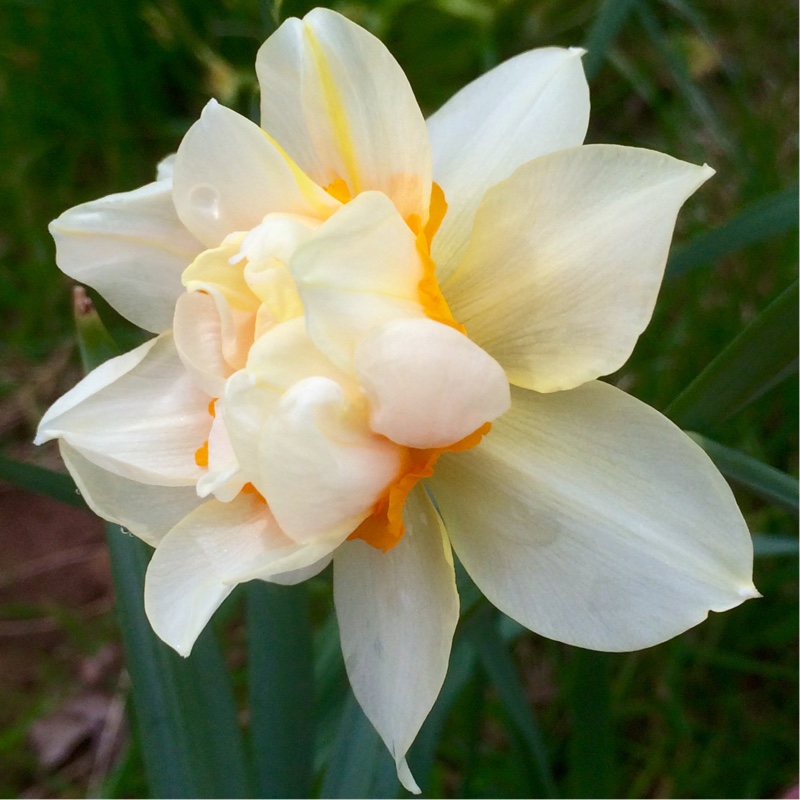 Double Narcissus, Double Daffodil Orange Phoenix