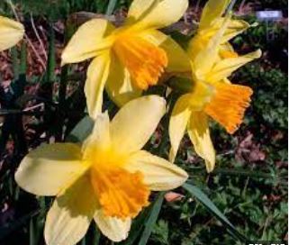 Long-Cupped Narcissus, Large-cupped Daffodil Sir Watkin