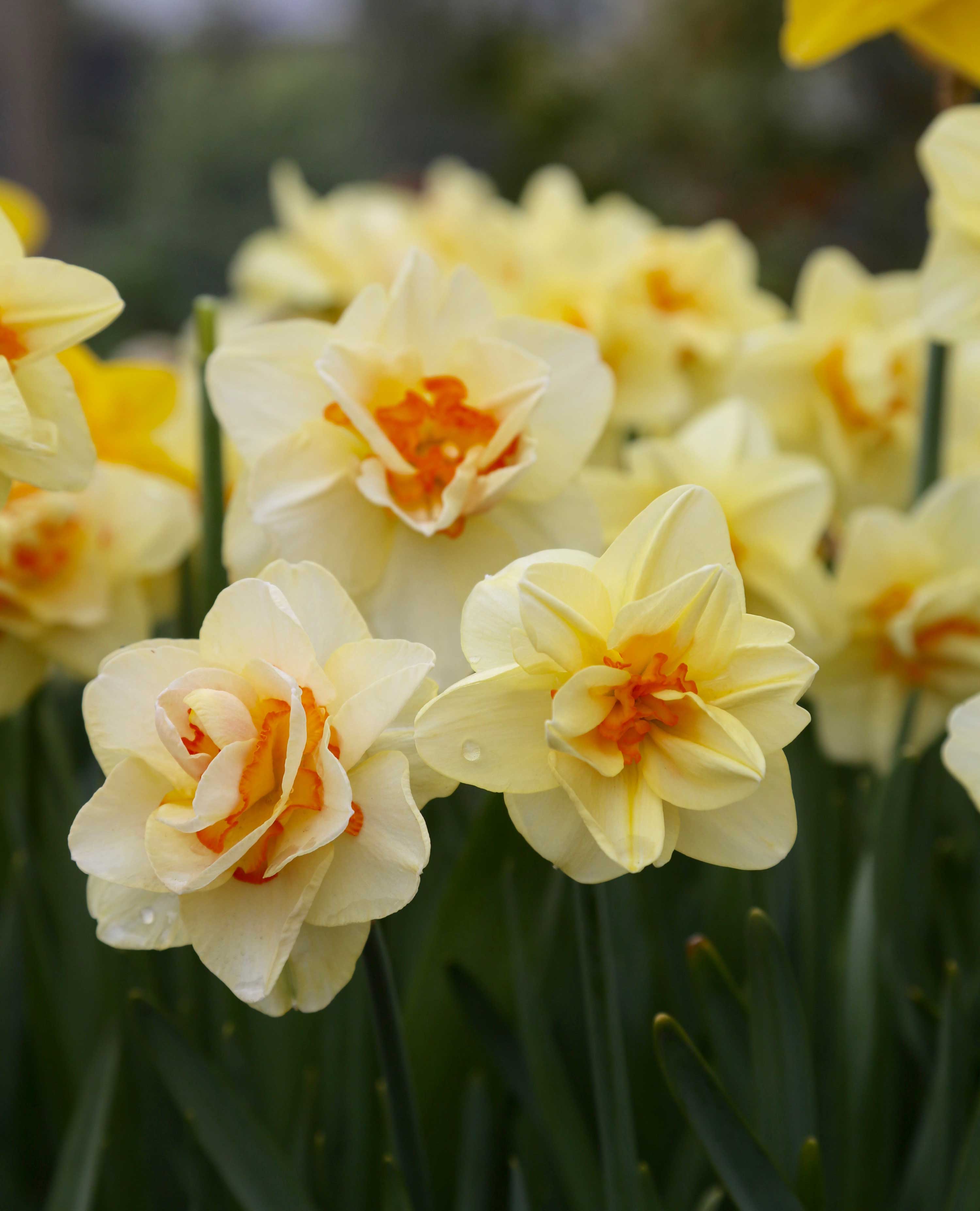 Double Narcissus, Double Daffodil Swansdown
