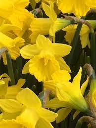 Narcissus Species, Tenby Daffodil