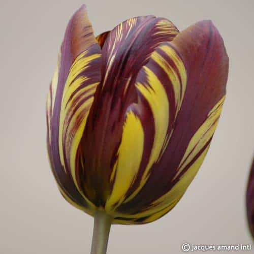 Rembrandt Tulip Absalon