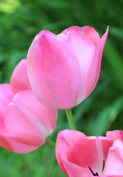 Single Late Tulip Clara Butt