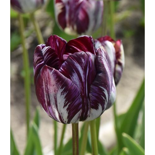 Rembrandt Tulip Insulinde