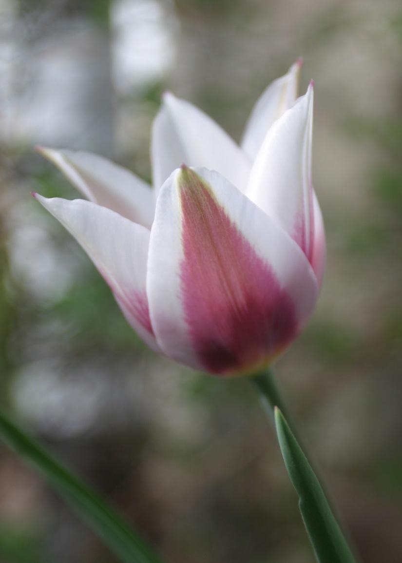 Single Early Tulip Lac van Rijn
