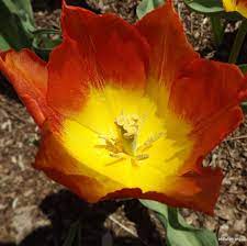 Single Early Tulip Prince of Austria