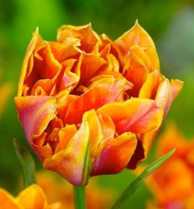 Double Early Tulip Willem van Oranje