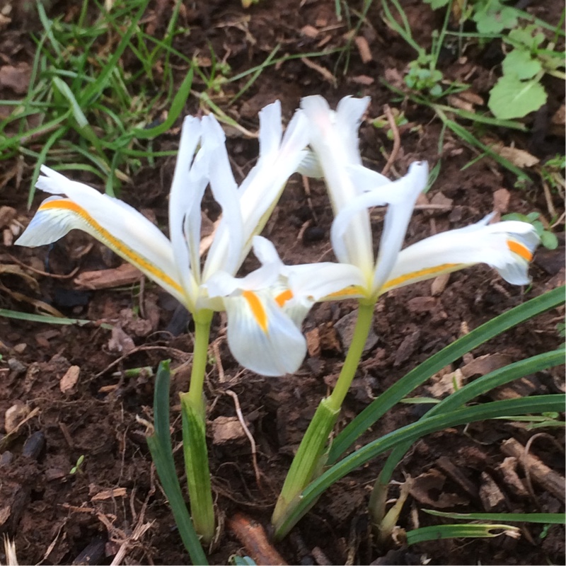 Reticulated Iris Natascha