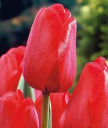 Darwin Hybrid Tulip General Eisenhower