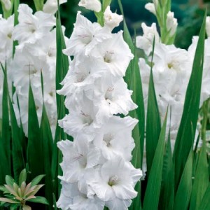 Gladiolus White Goddess