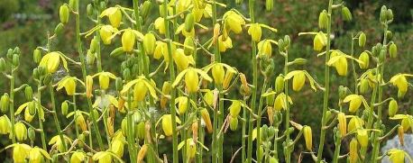 Albuca Species, Shaws Albuca
