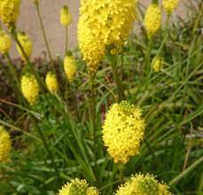 Bulbinella Species, Cats Tail