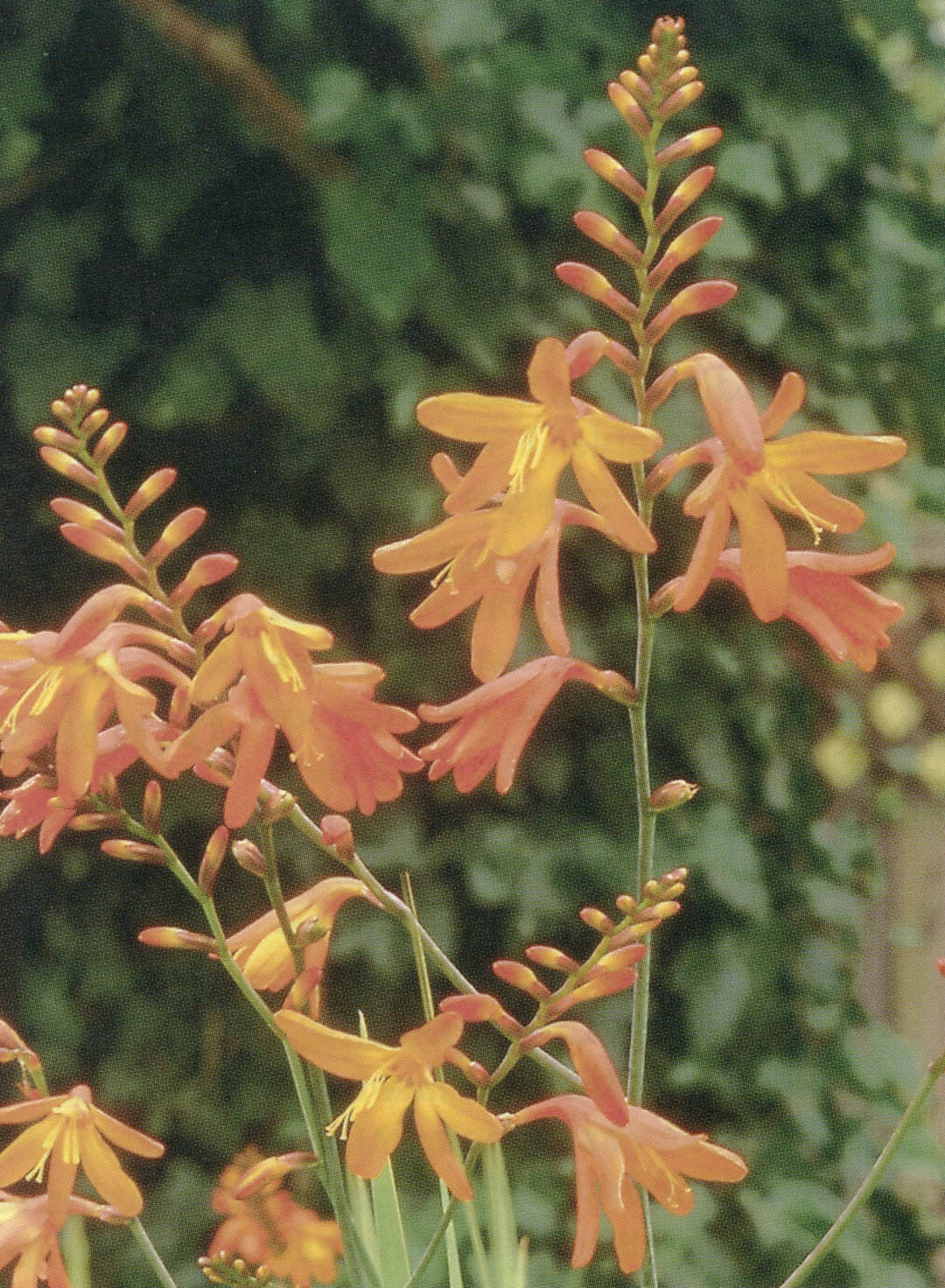 Crocosmia Species