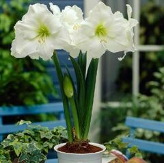 Amaryllis 'Mont Blanc'