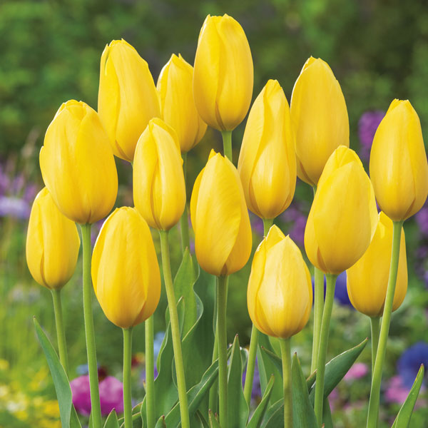 Triumph Tulip Big Smile