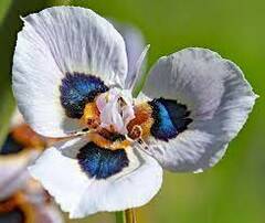Moraea Species, Peacock Flower, Peacock Moraea