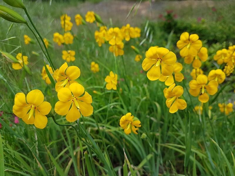 Solenomelus Species, Gold Flower of Chile