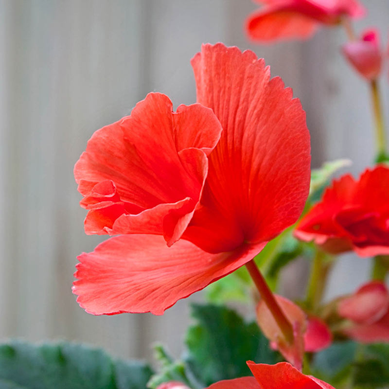 Hybrid Tuberous Begonia Salmon Daffodil