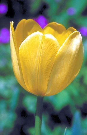 Single Late Tulip Golden Harvest