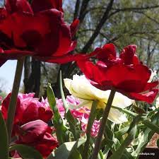 Double Early Tulip Purperkroon