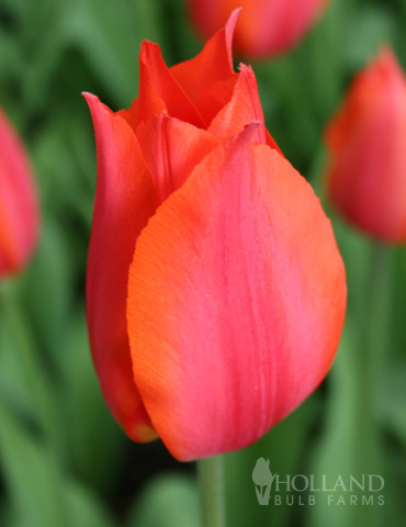 Single Late Tulip Beauty of Bath