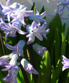 Hyacinthus, Dutch Hyacinth Grand Monarque
