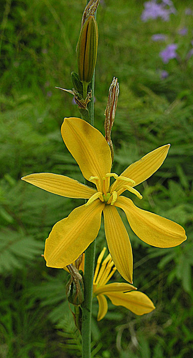 Echeandia Species, Torreys Crag Lily