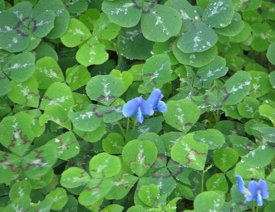 Parochetus Species, Blue Oxalis, Shamrock Pea
