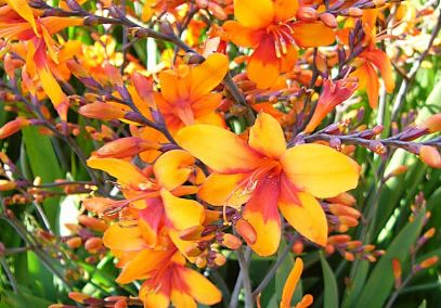 Crocosmia Bright Eyes