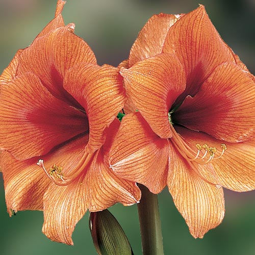 Amaryllis Gold Medal