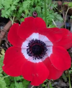 Anemone, Grecian Windflower, Poppy Anemone Mona Lisa Red