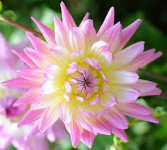 Informal Decorative Dahlia April Dawn