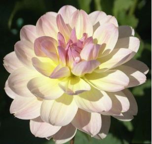 Waterlily Dahlia Bliss