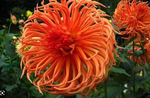 Incurving Cactus Dahlia Bright Star