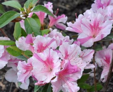 Rhododendron, Encore Azalea Autumn Twist