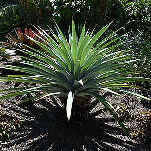 Alcantarea Bromeliad, Fragrant Alcantarea