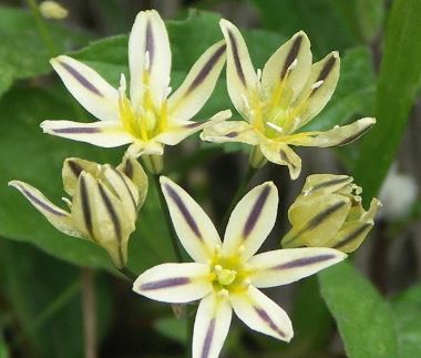 Triteleia Species, Golden Brodiaea, Pretty Face