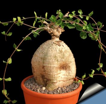 Fockea Species